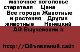 маточное поголовье старателя  › Цена ­ 2 300 - Все города Животные и растения » Другие животные   . Ненецкий АО,Выучейский п.